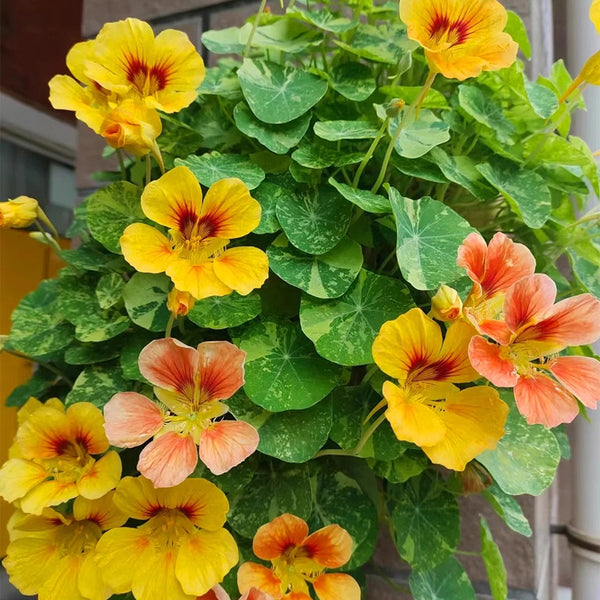 Hezhichun Mixed Color Nasturtium Seeds, 10g