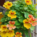 Hezhichun Mixed Color Nasturtium Seeds, 10g