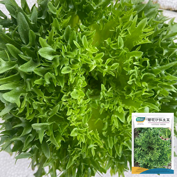 Chrysanthemum Salad Lettuce Seeds, 1g