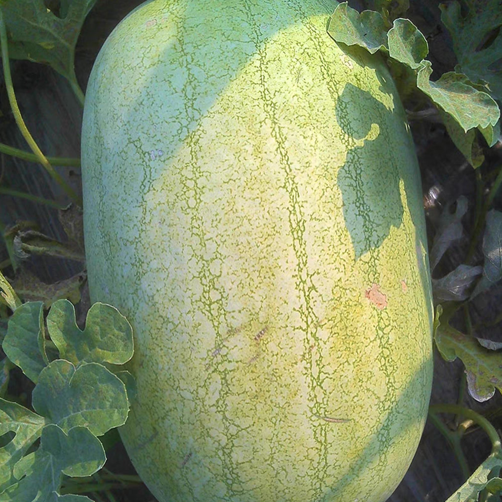 'Green Emperor' Watermelon Seeds