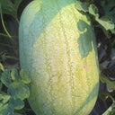 'Green Emperor' Watermelon Seeds