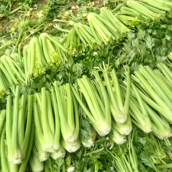 Crispy Jade Celery Seeds, 10g