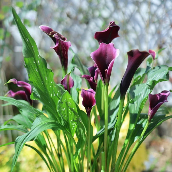 'Chief' Calla Lily, 16/18cm Circumference, 1 Bulb