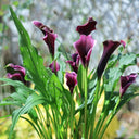 'Chief' Calla Lily, 16/18cm Circumference, 1 Bulb