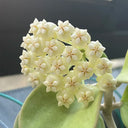 Hoya pachyclada, 5 Cuttings