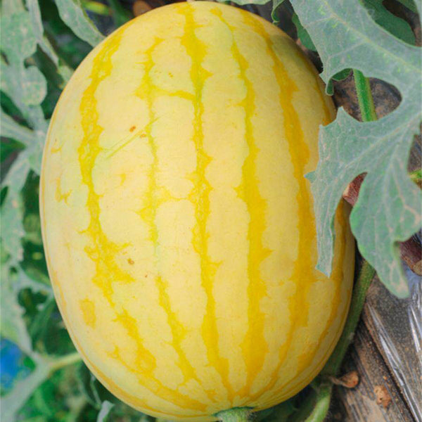 'Golden No.3' Watermelon Hybrid, 10 Seeds
