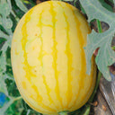 'Golden No.3' Watermelon Hybrid, 10 Seeds
