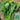 Nongyan Yellow-Flowered Chinese Kale Seeds, 20g