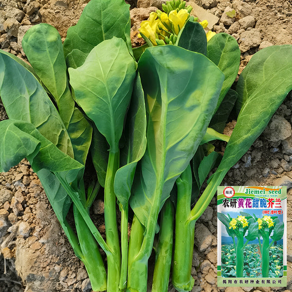 Nongyan Yellow-Flowered Chinese Kale Seeds, 20g