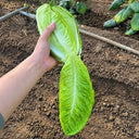 W1358 Crisp Sweet Oxheart Lettuce, 3 Grams ≈ 1000 Seeds