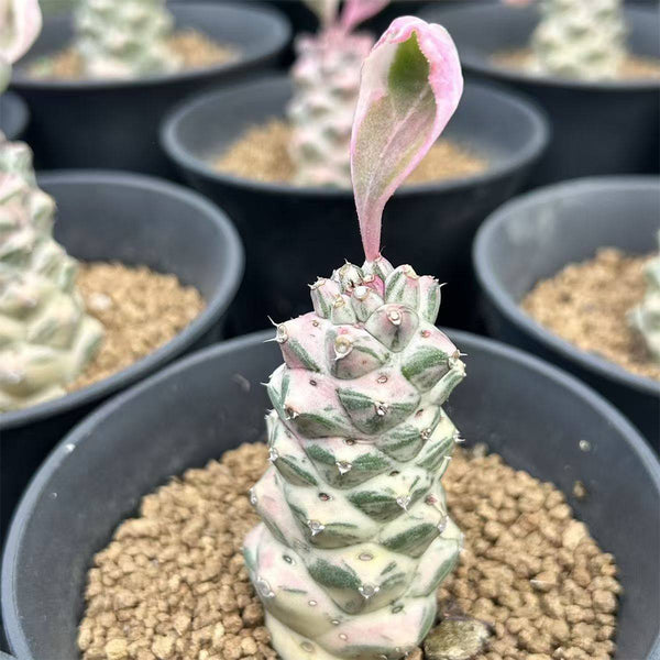 Monadenium ritchiei var. nyambense 'Variegata', 4-5cm