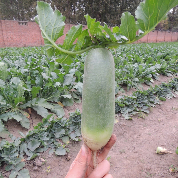 Chinese Green Radish Seeds, 10g