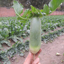 Chinese Green Radish Seeds, 10g