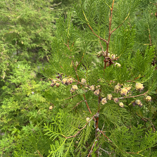 Chinese Arborvitae (Platycladus orientalis), 100 Seeds