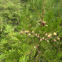 Chinese Arborvitae (Platycladus orientalis), 100 Seeds