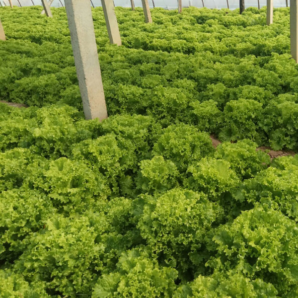 Big Speed Lettuce Seeds, 5g