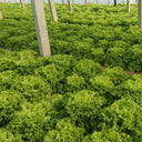 Big Speed Lettuce Seeds, 5g