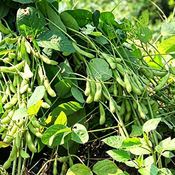 Small Black Soybean Seeds, 40g