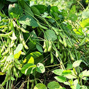 Small Black Soybean Seeds, 40g