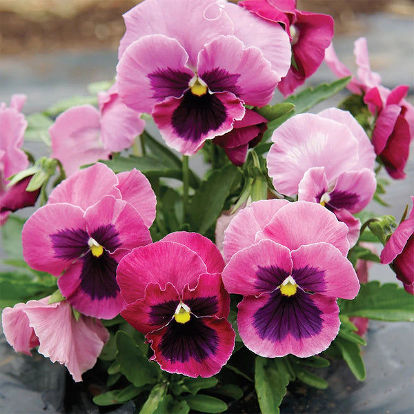 Hezhichun Pansy 'Cat Face', 30 Seeds