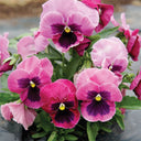 Hezhichun Pansy 'Cat Face', 30 Seeds