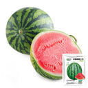 Rock Sugar Kirin No.3 Watermelon Seeds, pack of 50