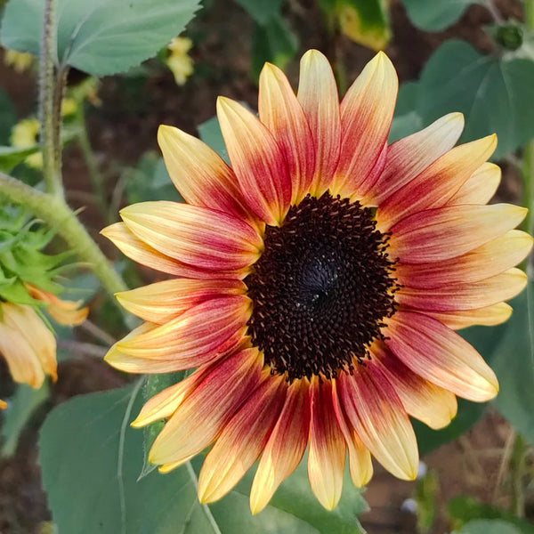 HEL25 Sunflower, 100 Seeds