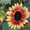 HEL25 Sunflower, 100 Seeds