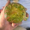 807 Baltic Chocolate Tomato, 5 Seeds