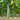 'Jiefeng No.8' Hybrid Cucumber, 50 Seeds