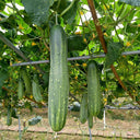 'Jiefeng No.8' Hybrid Cucumber, 50 Seeds