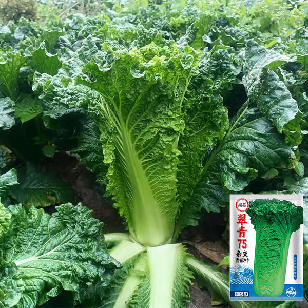 'Cuiqing 75' Qingmaye Chinese Cabbage Seeds, 4g