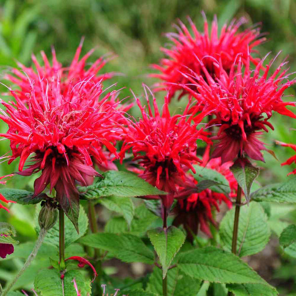 'Red Shades' Bee Balm, 10 Seeds