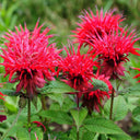 'Red Shades' Bee Balm, 10 Seeds