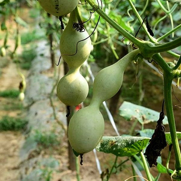 Ant Belly Gourd, 10 Seeds