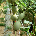 Ant Belly Gourd, 10 Seeds