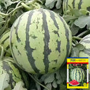 'Xia Shi No.1' Hybrid Watermelon Seeds, 400 Seeds