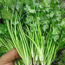 Farmer's Small-Leaf Cilantro Seeds, 50g