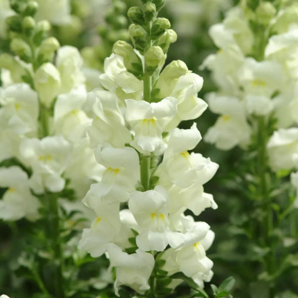 Madame Butterfly White Snapdragon, 1000 Seeds