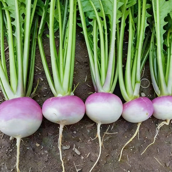 'Lucky' F1 Hybrid Turnip Seeds, 5g