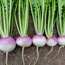 'Lucky' F1 Hybrid Turnip Seeds, 5g
