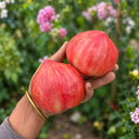 278 Red Dragon Heart Tomato, 5 Seeds