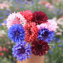 Hezhichun Mixed Color Cornflower Seeds, 1g