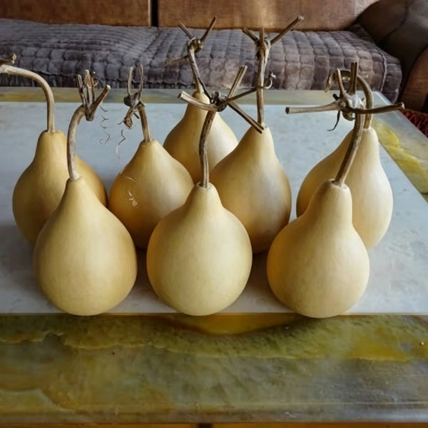 Dipper Gourd, 15 Seeds