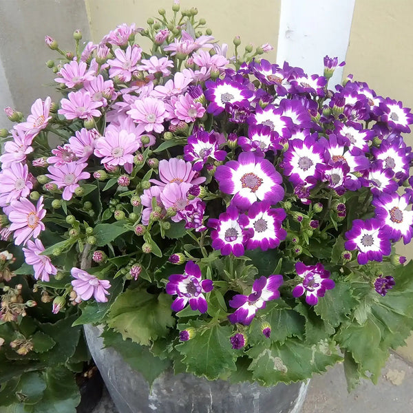 Mixed Colors Large-flowered Cineraria