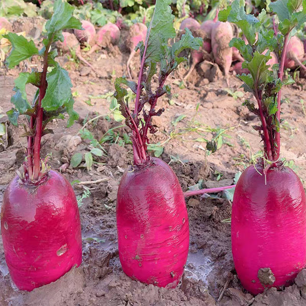 Purple Pineapple-shaped Radish Seeds, 100 Seeds