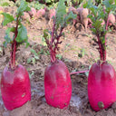 Purple Pineapple-shaped Radish Seeds, 100 Seeds