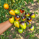 432 Pascal de Picardie Tomato, 5 Seeds