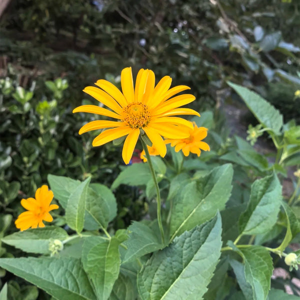 False Sunflower, 300 Seeds