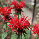 'Red Shades' Bee Balm, 10 Seeds